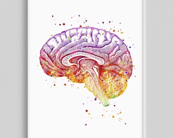 Brayn art Watercolor Print, Neuroscience art, Neurology office decor, Neurologist gift