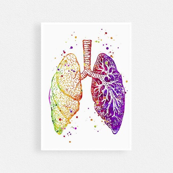 Anatomical Lungs Anatomy art print, Med student gift, Medical art poster Watercolor Decor for Doctor office