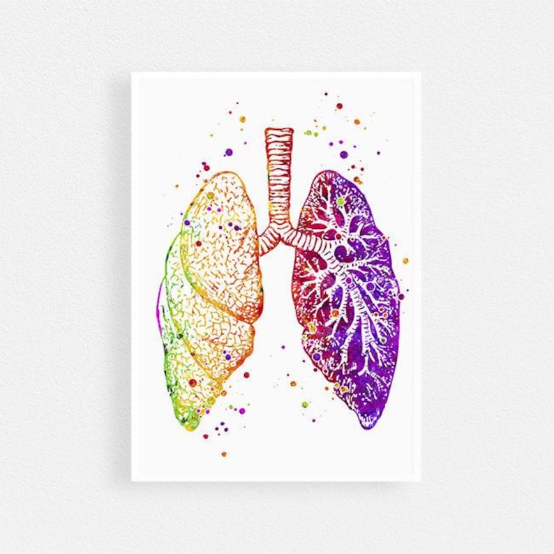 Anatomical Lungs Anatomy art print, Med student gift, Medical art poster Watercolor Decor for Doctor office image 1