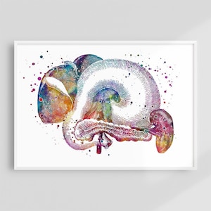 Internal Organs Anatomy Art Print, liver Pancreas Spleen Stomach and Gallbladder, Gastroenterologist gift, Doctor Internist Office Decor