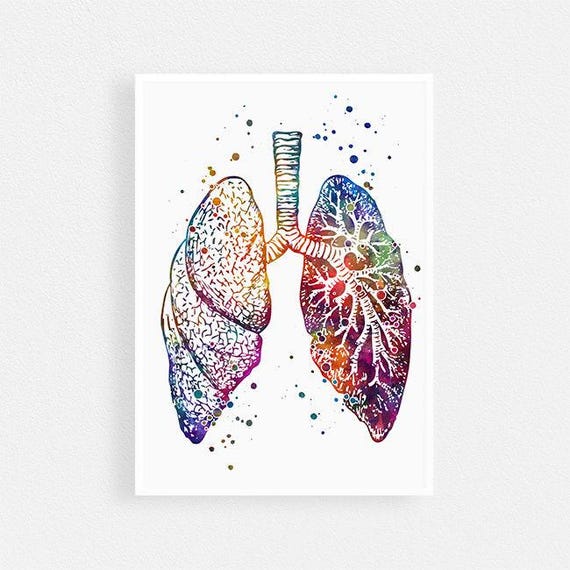 Anatomical Lungs Watercolor Print Doctor Office Decor Medical Etsy