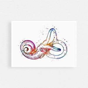 Bony Labyrinth Cochlea Akwarela Druk - Audiology Art Wielokolorowe Dzieło Sztuki - Audiolog Dekoracja Ścienna Gabinetu - Plakat Anatomii Ucha Ludzkiego