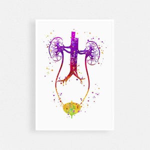 Urologie Kunst | Harnwege Aquarelldruck | Niere Anatomie Druck | Nephrologen Geschenk