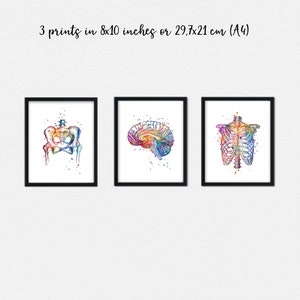 Anatomy Art Set of 10 Prints | Watercolor Anatomical Posters ...