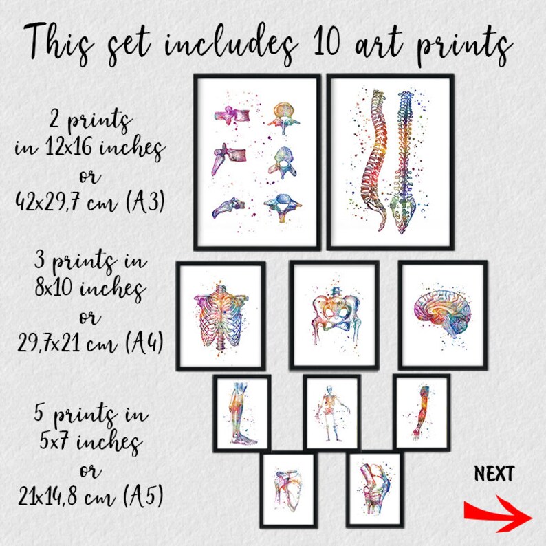 Anatomy Art Set of 10 Prints | Watercolor Anatomical Posters ...