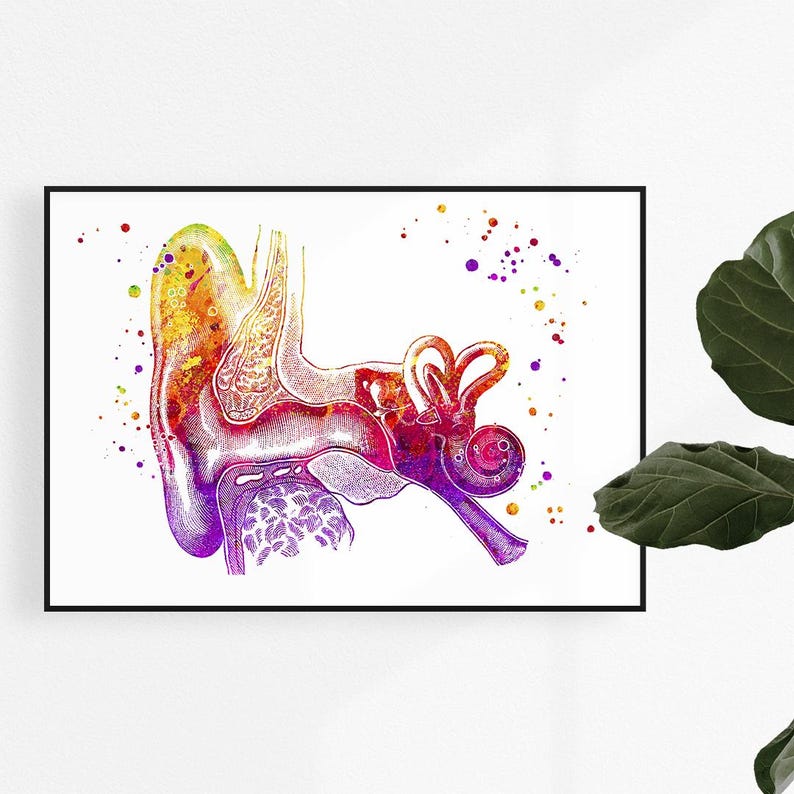 Audiology Wall Art, Human Ear Anatomy Watercolor Print, Audiologist ...