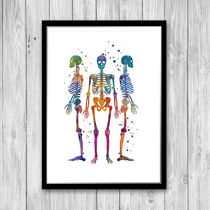 Anatomy Watercolor Prints, Set of 4 Posters for Medical Office Wall ...