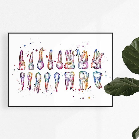 Colorful Watercolor Teeth Chart Print, Dentist Office Wall Art, Dental School Anatomy Poster