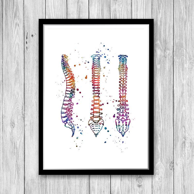 Human Spine Watercolor Print Anatomy Art Medical Poster Doctor Office ...