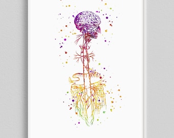 Cadeau neurochirurgien, impression d'art aquarelle nerf vague, art neurologie, décoration de bureau d'ostéopathe