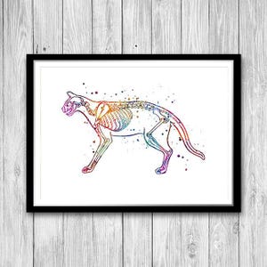 Veterinary clinic wall decor, Cat skeletal system watercolor art print, animal anatomy art poster
