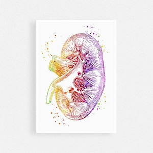 Stampa artistica ad acquerello di reni, arte di anatomia umana, regalo per urologo