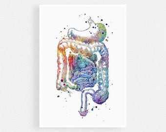 Gastroenterology art - Anatomy art - Digestive system Watercolor Print