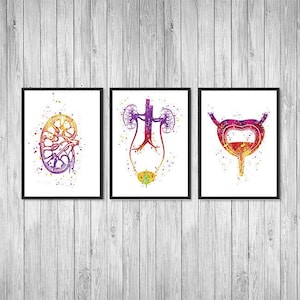 Urology Art Kidney Urinary Tract System Bladder Anatomy Art Nephrology Urology nurse gift Nephrologist Set of 3 Watercolor Prints