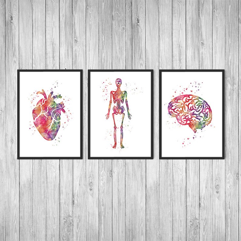 Human Anatomy Art Set of 3 Watercolor Heart Brain Skeleton Prints Brain ...