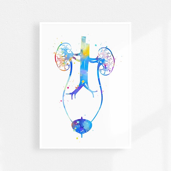 Urologist Gift Urology Art Set Prints Watercolor Anatomy Etsy
