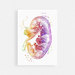 Nerka Akwarela Sztuka Wydruk, Anatomia Człowieka Sztuka, Prezent Urologa