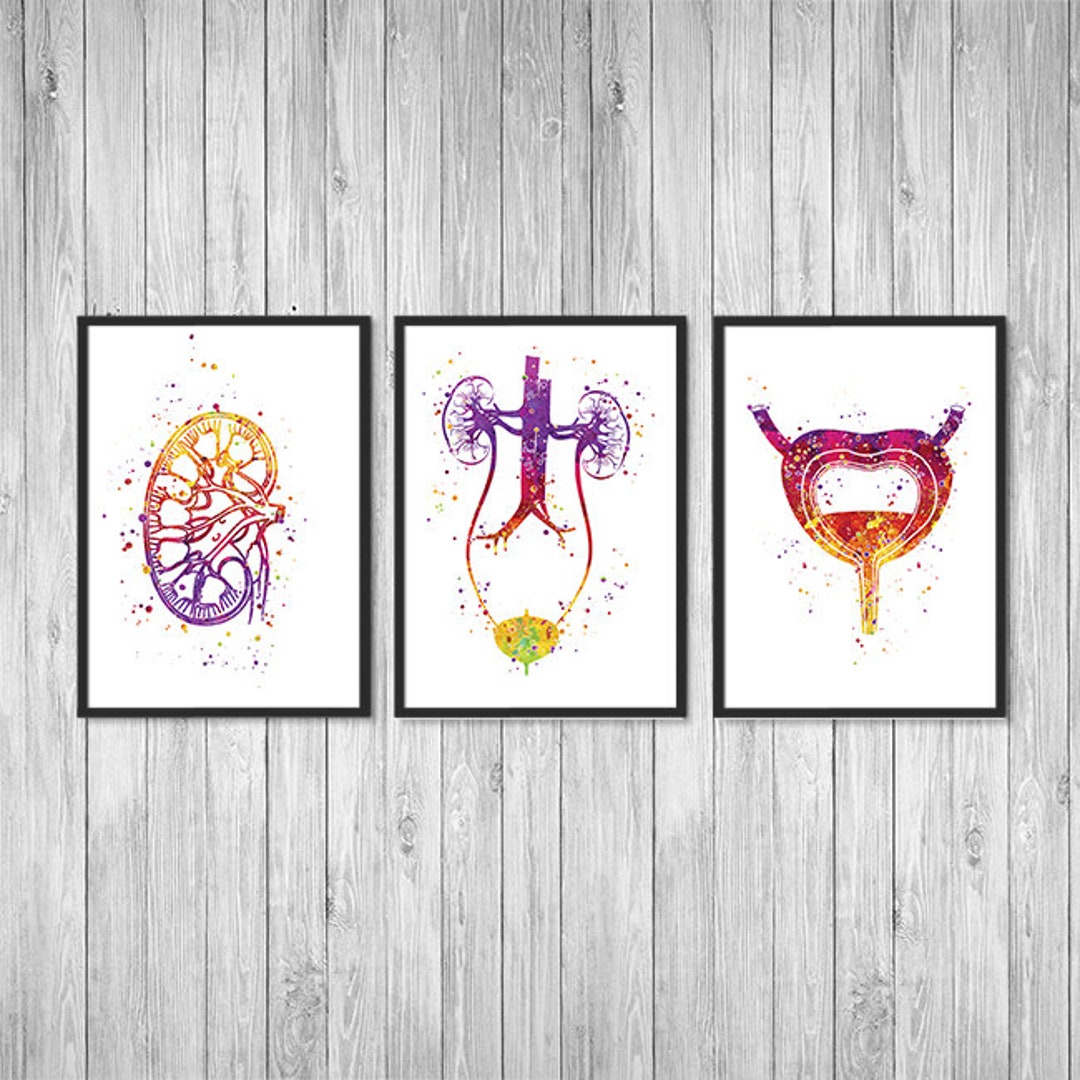 Urology Art Kidney Urinary Tract System Bladder Anatomy Art Nephrology