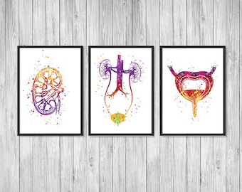 Urology Art Kidney Urinary Tract System Bladder Anatomy Art Nephrology Urology nurse gift Nephrologist Set of 3 Watercolor Prints