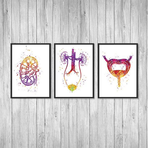 Urologie kunst nier urinewegen systeem blaas anatomie kunst nefrologie urologie verpleegkundige cadeau nefroloog set van 3 aquarel prints