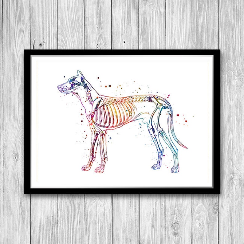 Veterinary Clinic Wall Decor Dog Skeletal System Watercolor Etsy