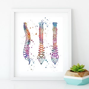 Human Spine Watercolor Print Anatomy Art Medical Poster Doctor Office ...