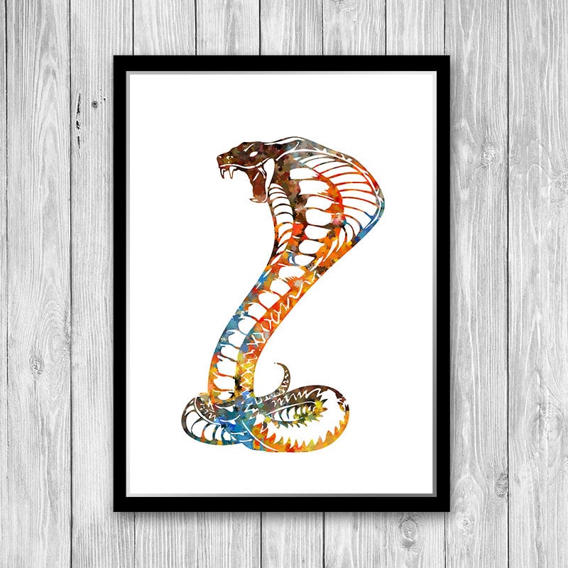cobra - Google zoeken  King cobra snake, Cobra snake, King cobra