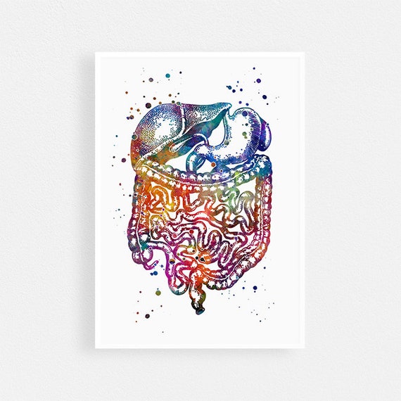 Digestive System Gastrointestinal Tract Watercolor Art Shirt Digestive System Gastrointestinal Tract Watercolor Art Shirt