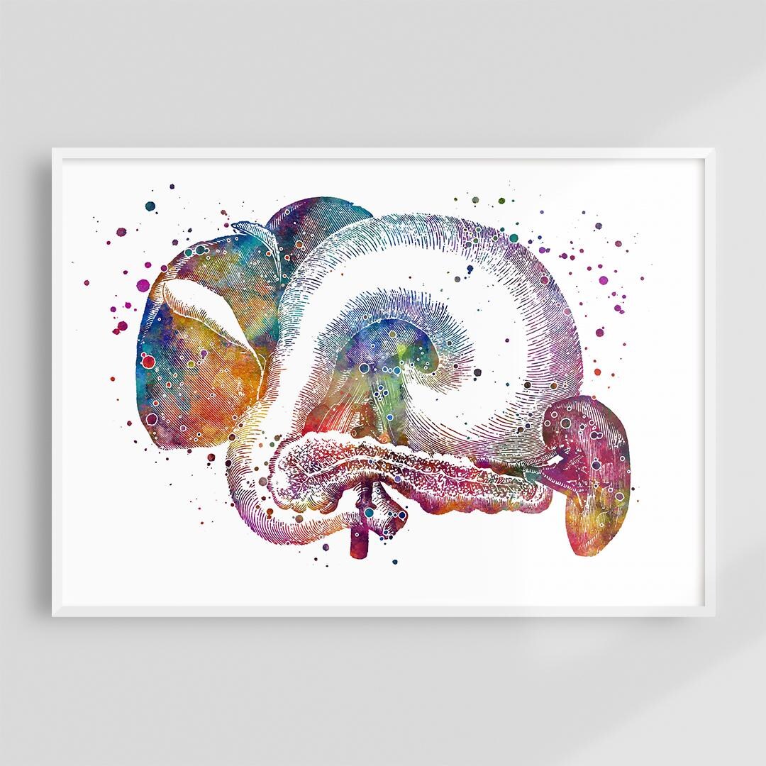 Internal Organs Anatomy Art Print, Liver Pancreas Spleen Stomach and ...