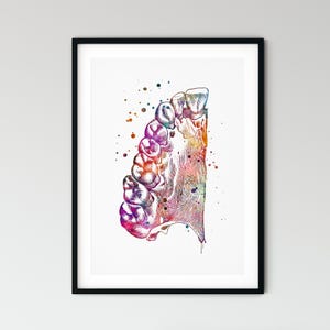 May include: Watercolor illustration of a human jaw with teeth, showcasing a vibrant mix of colors including pink, purple, and orange. The artwork is set against a white background, with scattered paint splatters adding to the artistic effect. The image is framed in a black frame.