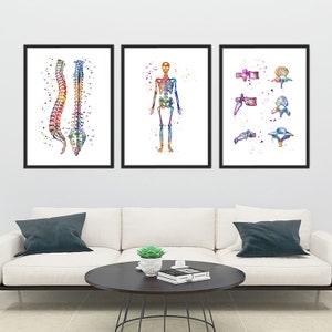 Anatomie Art Set van 3 aquarelprints - wervelkolom, skelet, wervelbotten - chiropractische kunst aan de muur