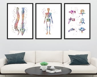 Anatomy Art Set of 3 Watercolor Prints - Spine, Skeleton, Vertebral Bones - Chiropractic wall art