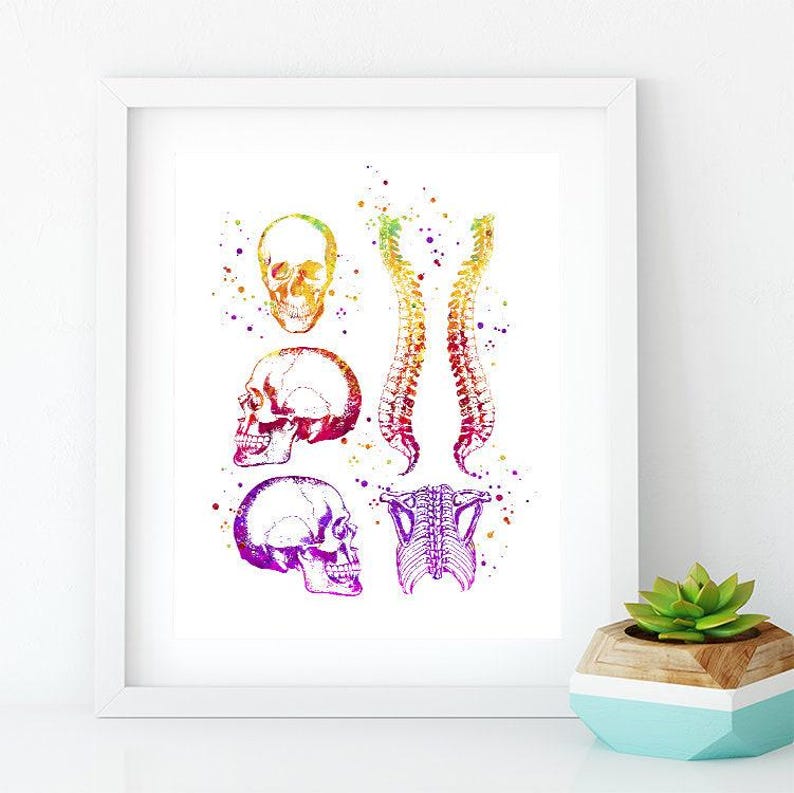Human Anatomy Watercolor Art Print, Skull Chest and Spinal Cord Poster ...