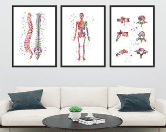 Human Anatomy Art Watercolor Spine Skeleton Vertebral Bones Chiropractic Clinic Wall Art Decor Medical Art