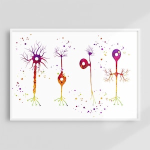Types of Neurons Watercolor Print, Neuroscience Wall Art for Clinic or Study Room, Brain Anatomy Science Poster, Neuro Gift Idea for Doctor