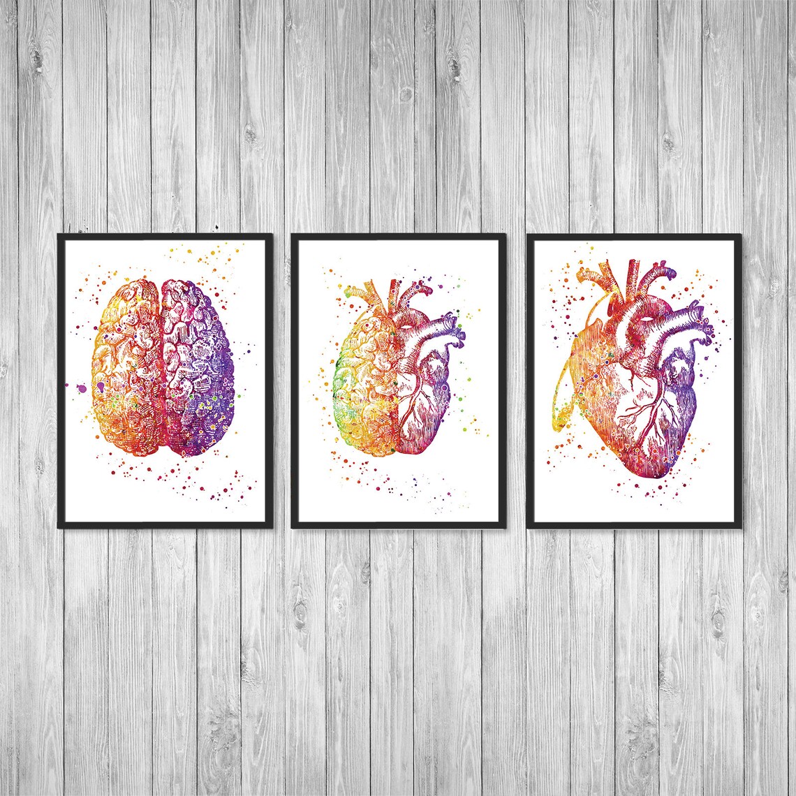 Anatomy Set of 3 Prints Anatomy Art Brain and Heart Doctors - Etsy
