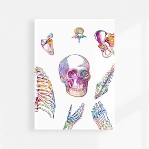 Human skeletal system watercolor print, Physical therapist gift