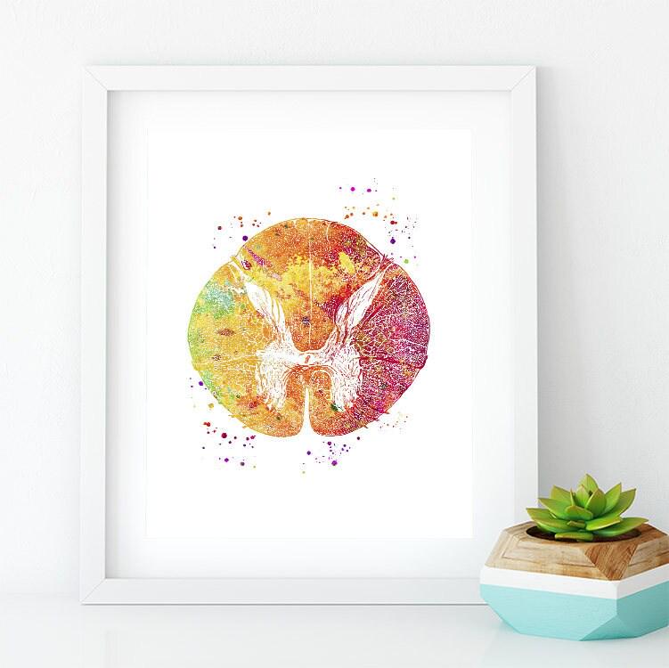 Thoracic Spinal Cord Cross-section Print Science Anatomy Neurology Art ...
