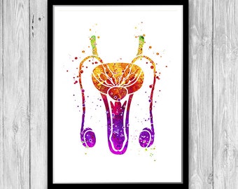 Male Reproductive System Anatomy Art Watercolor Print Fertility Center Decor