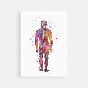Menselijk lichaam zenuwstelsel anatomie Art aquarel Print neuroloog Office Decor medische Poster, Med Student Gift