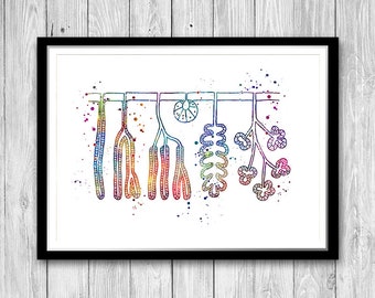 Types of Exocrine Gland Watercolor Print Biology Art Endocrine System Dermatologist office decor