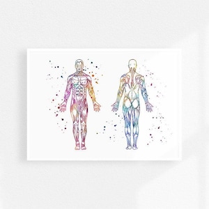 Human anatomy muscular system watercolor print, Human body muscles, Physical therapist gift