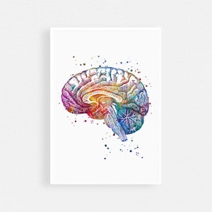 Neuroanatomie Art Print | Hersenanatomie Dwarsdoorsnede | Aquarel medische Poster
