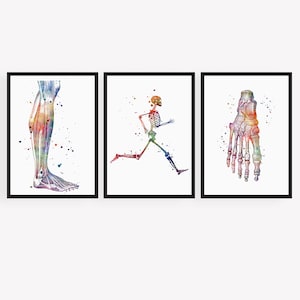 Könnte beinhalten: Set aus drei gerahmten Aquarelldrucken mit anatomischen Illustrationen. Die Drucke zeigen ein Bein mit Muskeln, ein rennendes Skelett und ein Fußskelett. Jede Illustration ist in einem lebendigen, mehrfarbigen Aquarellstil gehalten, mit schwarzen Rahmen.