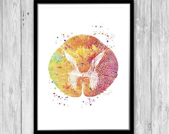 Spinal Cord Cross Section Watercolor Print, Medical Neurology Art-1233 ...