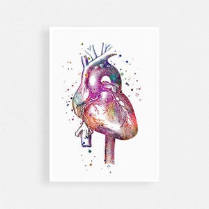 Anatomical Heart Watercolor Print Anatomy Art Doctor Office Decor Cardiology Nurse Gift Medical Poster