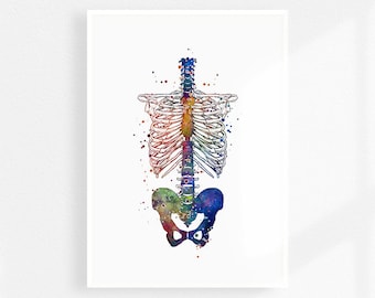 Skeleton torso Chiropractic art watercolor print, Therapist gift, Doctor office decor