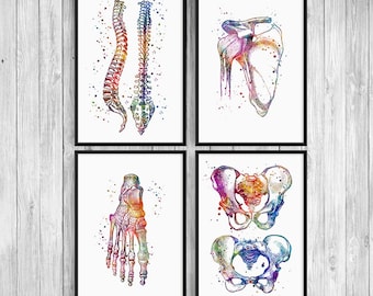 Physiotherapist Office Decor - Anatomy art Watercolor Prints - Gifts for Osteopath