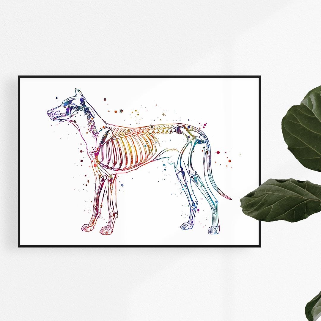 Dog Skeleton Anatomy Art Print, Veterinary Clinic Wall Decor, Canine Skeletal System Watercolor Artwork, Animal Anatomical Vibrant Poster