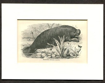 1865 Antique Print of Manatee